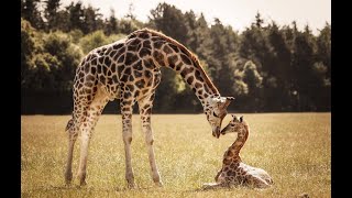 🐼🐨🐯 Wild moms and babies 🦁🐒🦓
