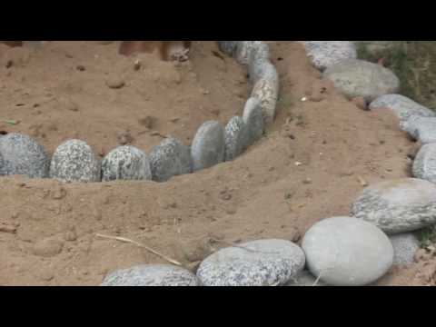 Simple And Easy Landscaping Project With Pebbles