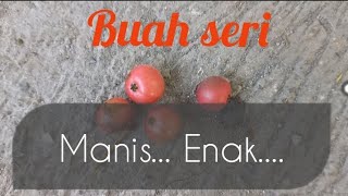 Buah seri l kersen l talok depan rumah #talok #kersen #seri #buahkersen #buahmanis #buahkecil