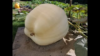 Week 13, Pumpkin Patch Update
