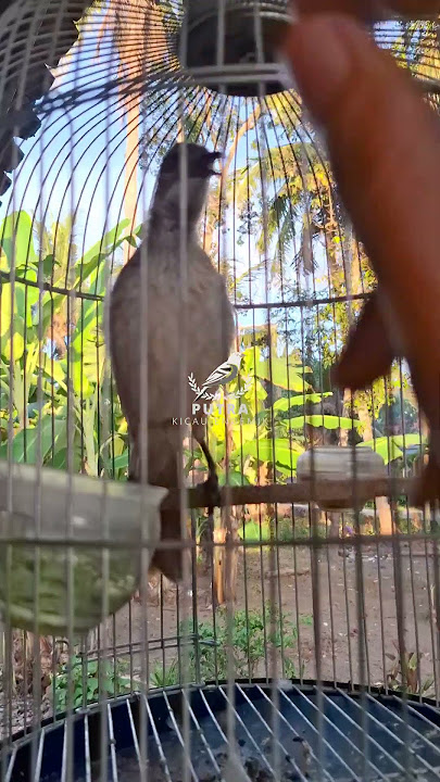 Burung Cucak Timor Non Tanduk atau Koak Kikok Lagu Unyil Usro #cucaktimor #laguunyil