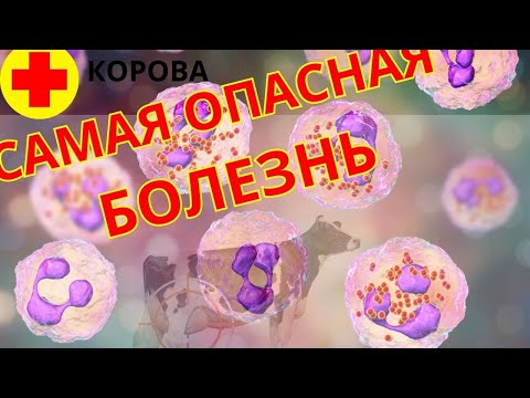 Самая ОПАСНАЯ болезнь коров