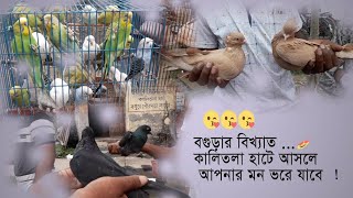 Cheapest price pet market in bd## বগুড়া কালিতলা কবুতর হাট ## VLOG-04