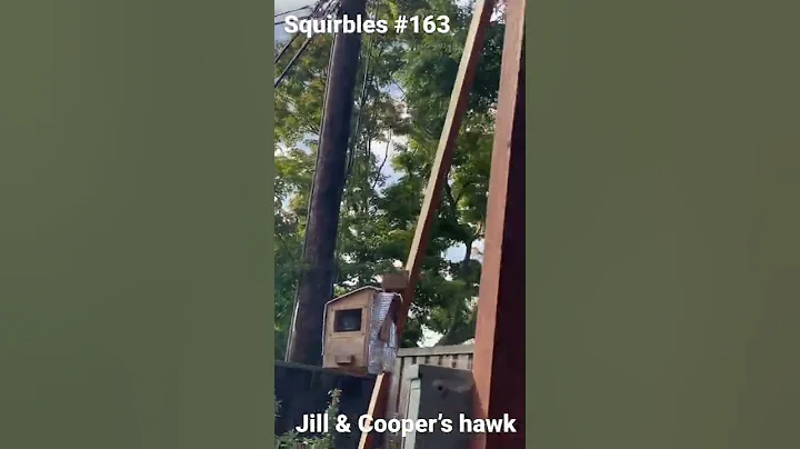 163: Jill #squirrel charges the #hawk. The Young C...