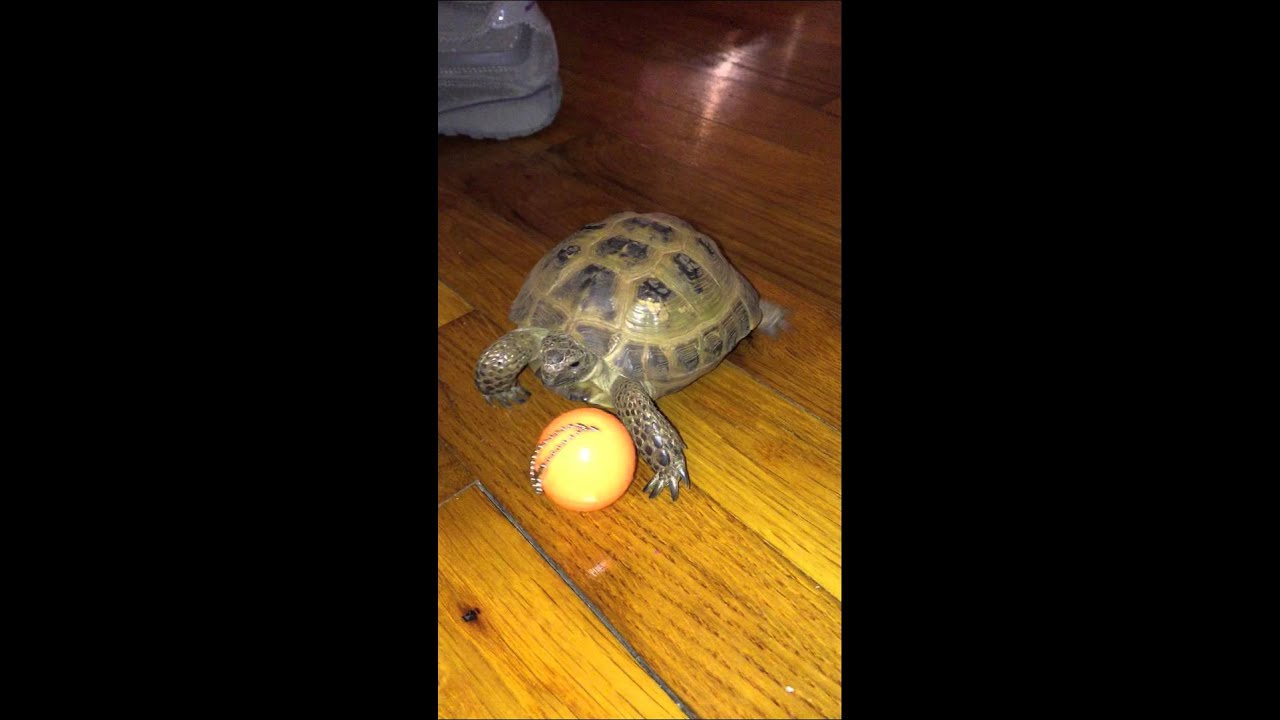 Tortoise plays ball YouTube