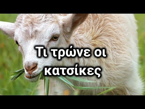 Πώς να ταΐσετε τις κατσίκες