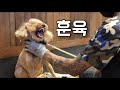 [ENG] 무는 강아지는 어떻게 잡을까?