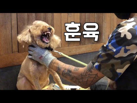 [ENG] 무는 강아지는 어떻게 잡을까?