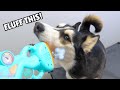 Husky FREAKS OUT Over Fart Machine!