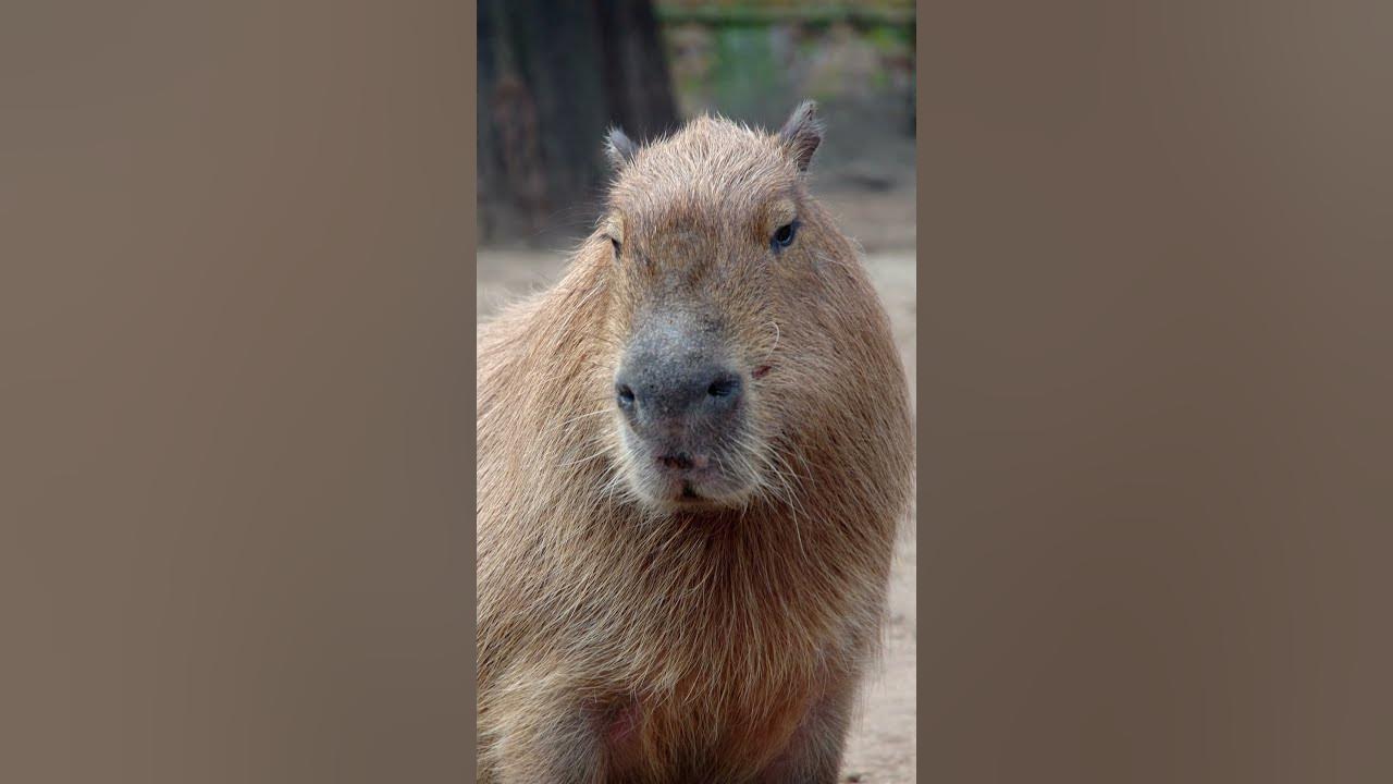 Are Capybaras Legal In Washington State? short YouTube