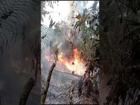 Incendio forestal en la comunidad Pamaquiari, Perú
