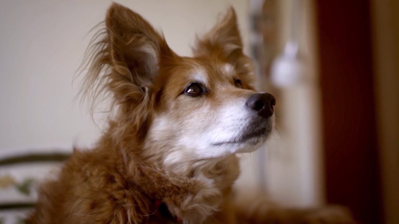 Klinika vet: Epizoda 332