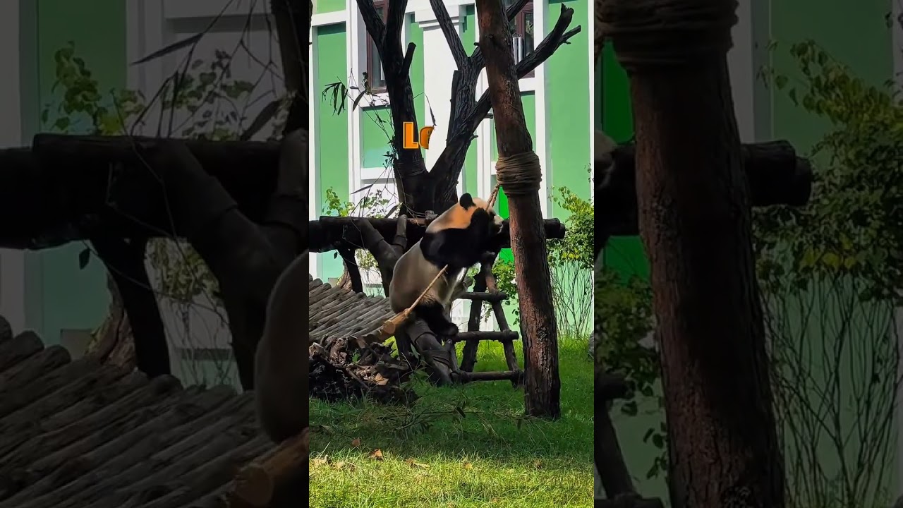 The panda got excited after swaying to a rhythm😎! 