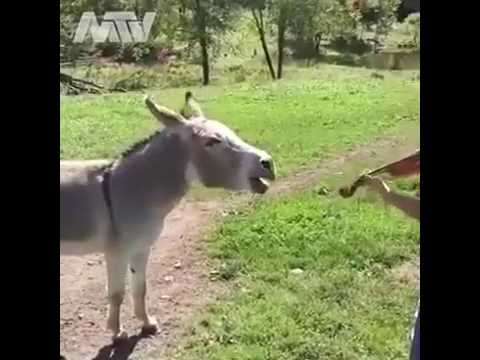 زنگ تفريح سازمان ملى و ميهنى ايران