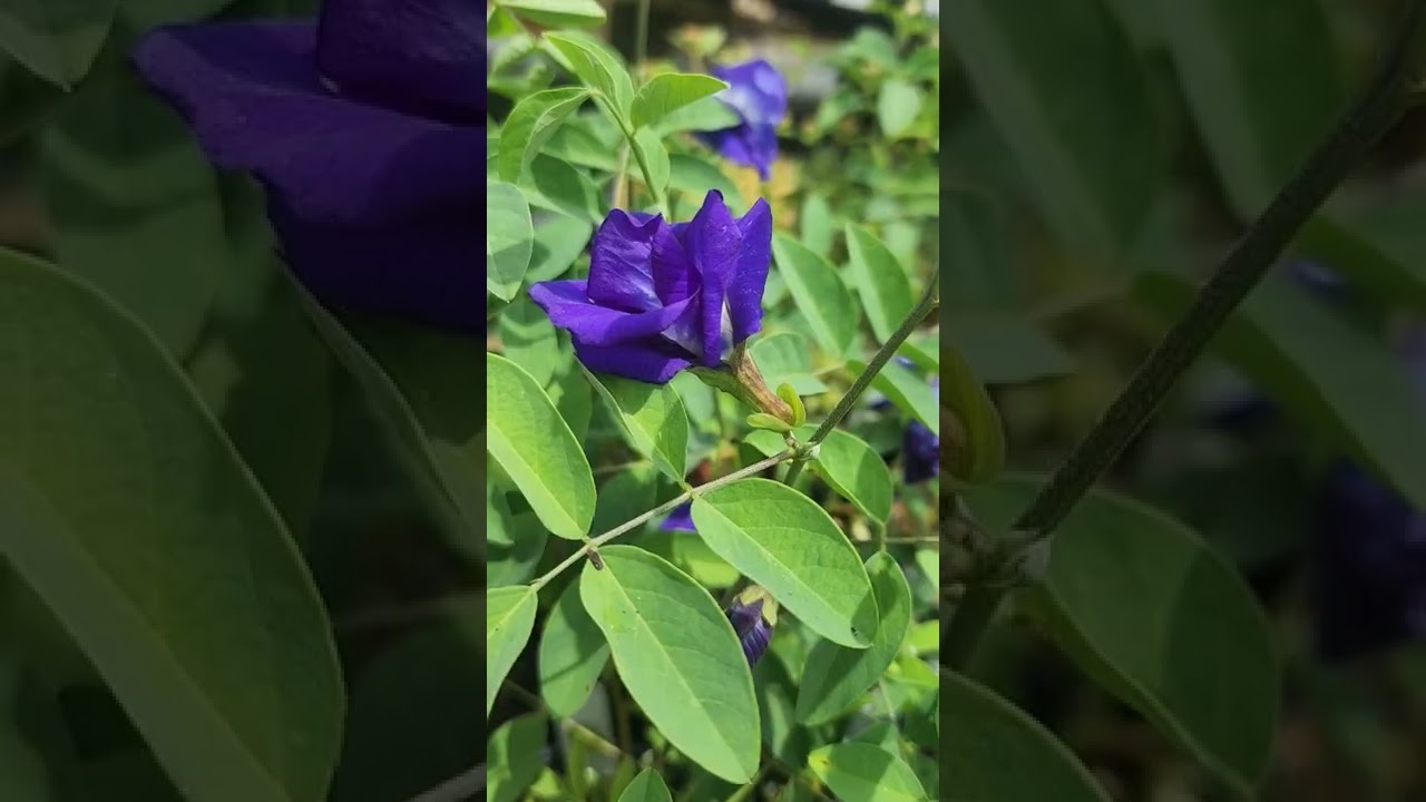 Double Blue Butterfly Pea Vine Clitorea ternatea