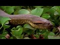 Una anaconda devora a una enorme presa | NATIONAL GEOGRAPHIC ESPAÑA