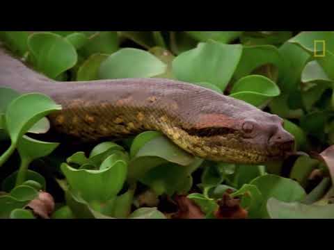 Video: Anaconda gigante - depredador en estado salvaje