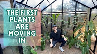 PLANTS ARE MOVING IN - Filling my new Greenhouse