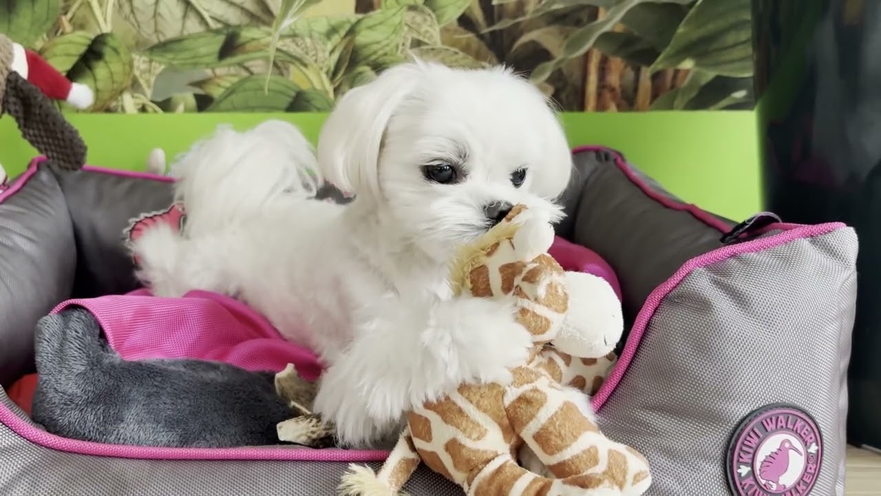 POV: WHEN YOU HAVE TWO MALTESE PUPPIES