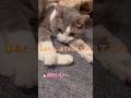 しょうがない…先生の相手したげるわ…【先生の愛猫スーちゃん】#cat #猫 #保護猫 #shorts