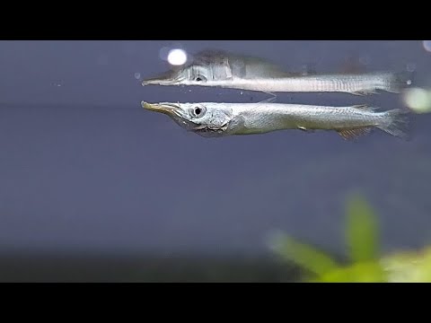 Video: Il pesce ghiozzo può vivere in acqua dolce?