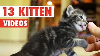 13 Funny Kittens Video Compilation 2016