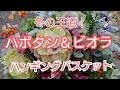 ハボタンのハンギング