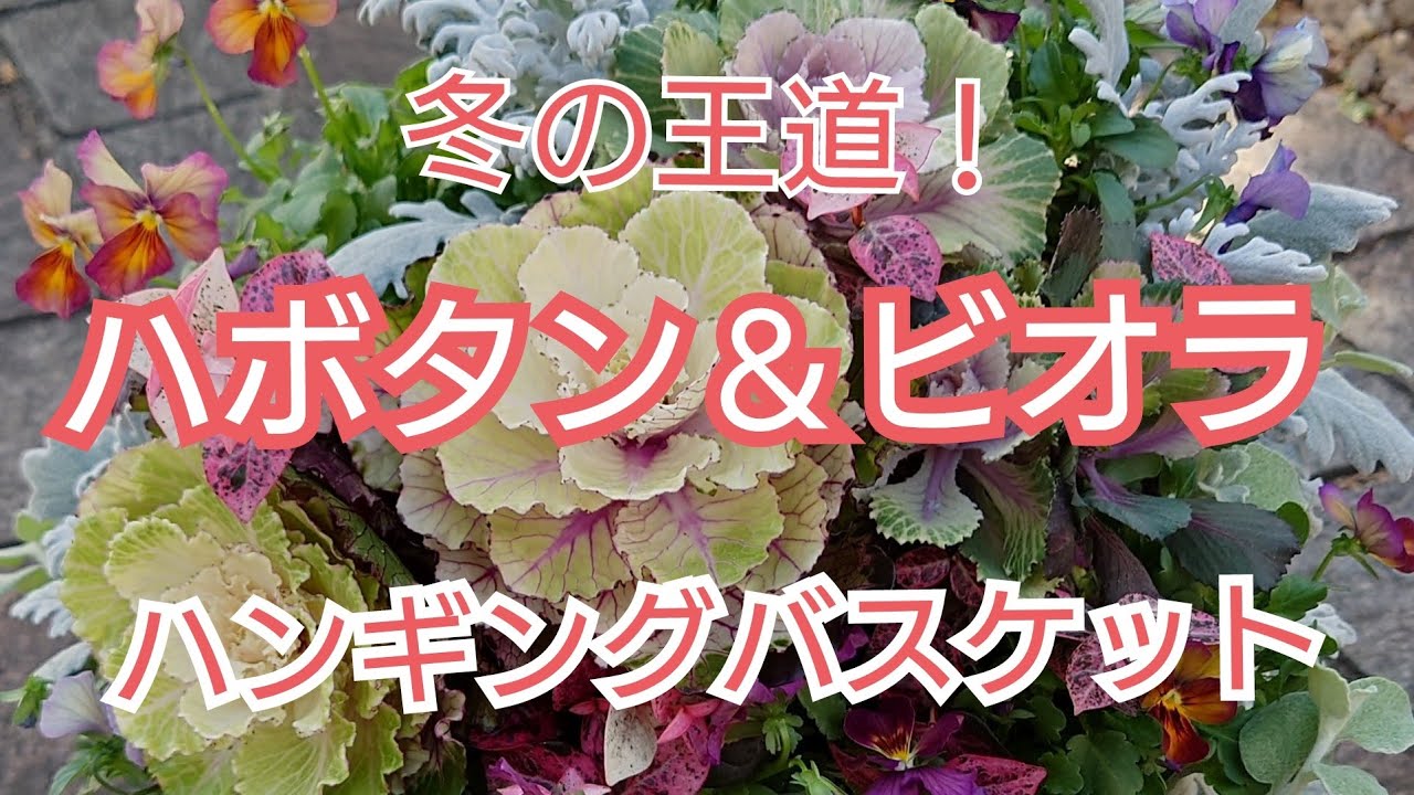 ハボタンのハンギング