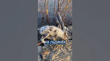 Якут на лодке спас всех зайцев со льдины