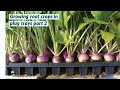 How To Grow Root Crops In Plug Trays Part 2