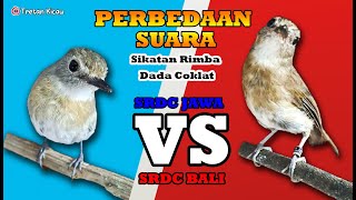 Download Lagu perbedaan suara srdc lokal dan bali MP3
