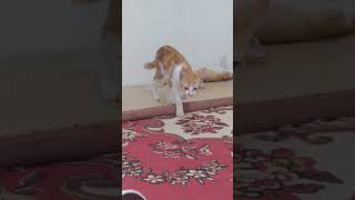 Istiahat Dulu Dek  viral cat funnycats fyp
