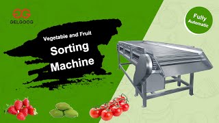 Vegetable and Fruit Sorting Machine/Industrial Veggie and Fruit Sorter and Grader