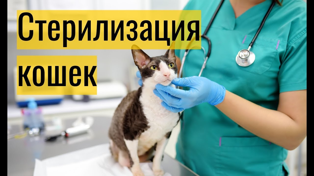 Стерилизация кошек: плюсы и минусы