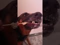jaldi jaldi kha lo roti na a jaaye #pawsn #pawsn #trending #pets #petshub #funny #streetdog