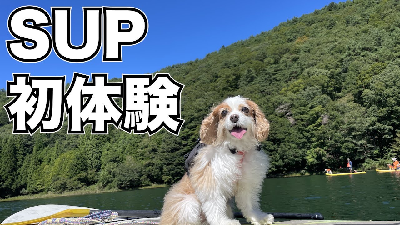 【愛犬とSUP】快晴の山梨県四尾連湖で、初SUPをしてきました