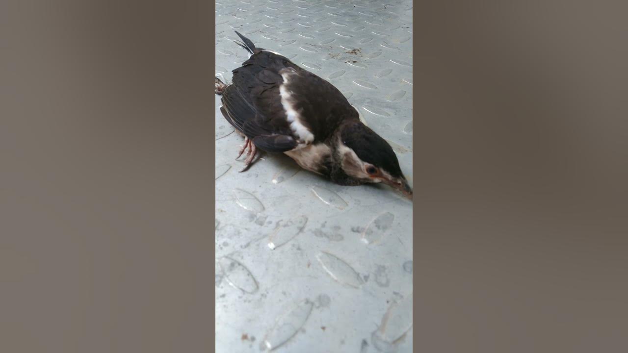 Gorinka bird on the premises of the house #shorts video - YouTube