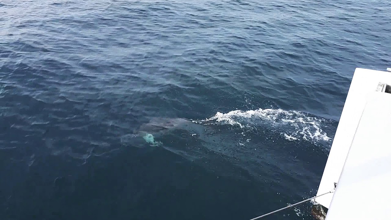 Travessia Ilhabela x Rio de Janeiro 7J18 Golfinhos