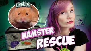 Rescuing a Brachycephalic Hamster on Facebook! | Chubbs Rescue Story | Munchie's Place