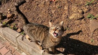 Lucy the cat answers me with its cute meow