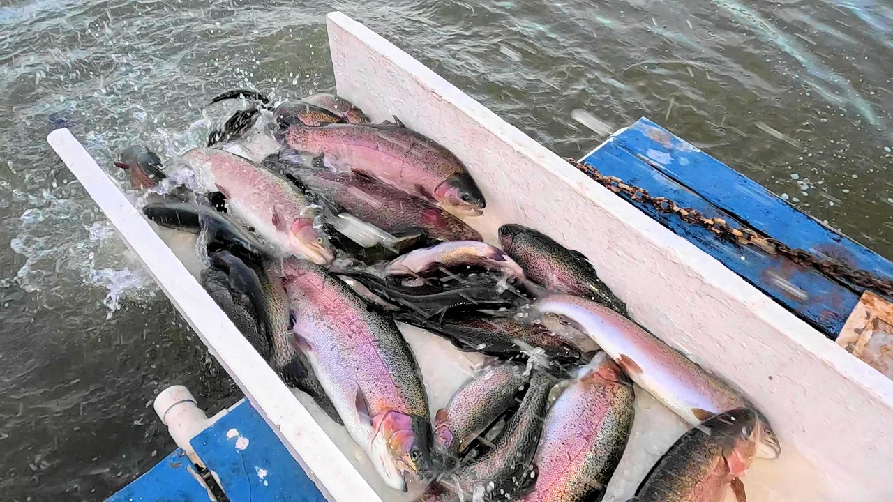 02.05.2026. Масштабное зарыбление форелью Sierra Bow и трофейной форелью озер реки Санта-Ана.