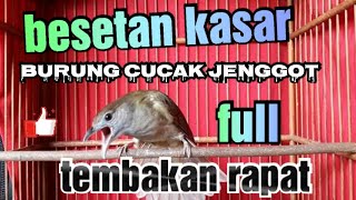 masteran kasar cucak jenggot.full besetan dan tembakan yang rapat.