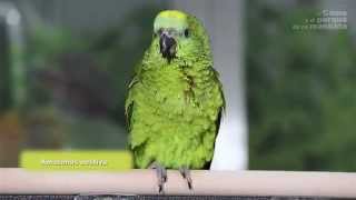 AVES  The Amazon Aestiva, one of the most popular speaking parrots