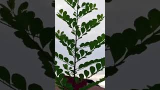 Download Lagu Doa 🤲 Rabbana Atina #egzonibrahimi #doa #quran MP3