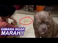 GIMANA NGAK MARAH ?  HEWIE PITBULL PIPIS SEMBARANGAN.