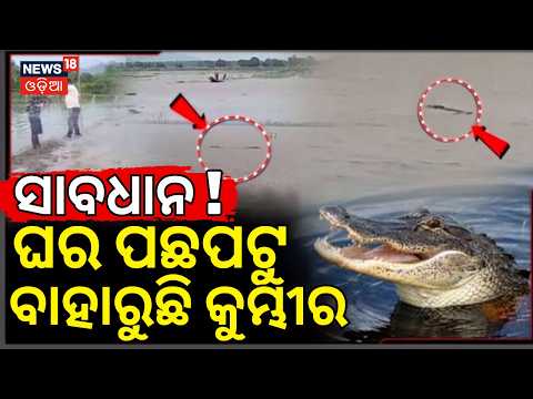 ସାବାଧାନ ବାହାରୁଛି କୁମ୍ଭୀର | Crocodile Danger in Kendrapara Floodwaters! | Odia News