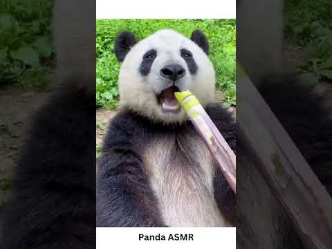 Panda ASMR #shorts