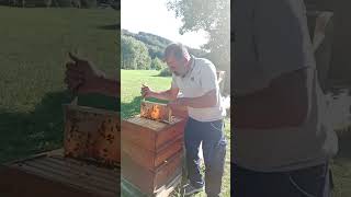 3.7.26 Aydin Kocamanla Aricilik(47) - Güçlü Kovanda Bal Sağimi Sonrasi Tarlaci Kaybini Önlemek İçi̇n