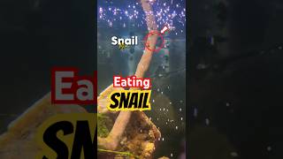 eating snail 😳 ?| feeding snail to puffer fish (bob)