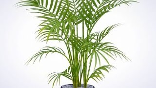 نخيل الأريكا الداخلي Areca palm طرق العنايه والاكثار والتسميد 🌴🌴